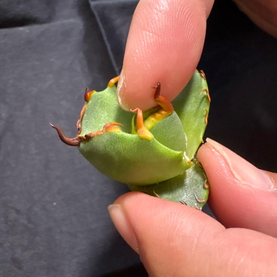 GG天芽子株です。