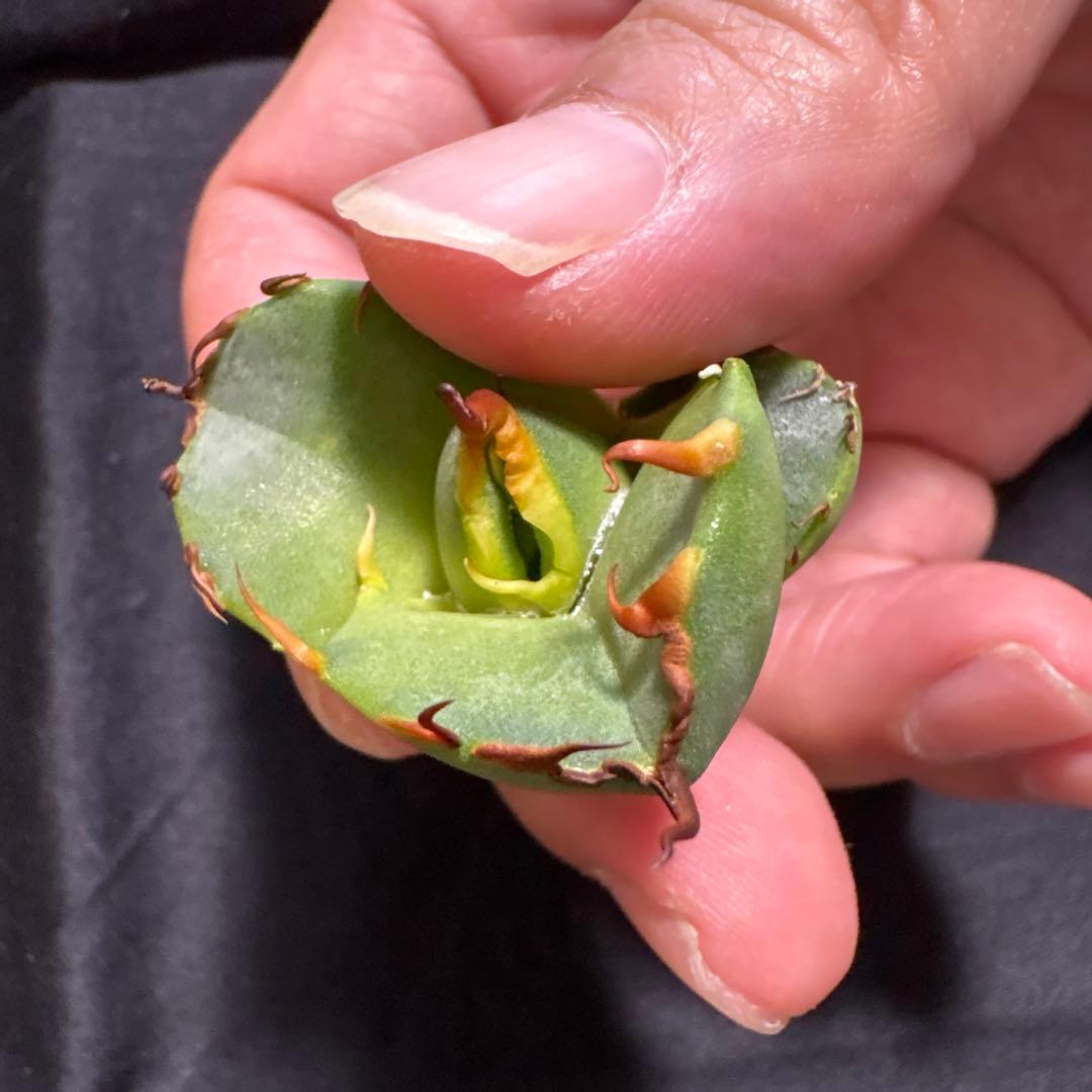 GG天芽子株です。