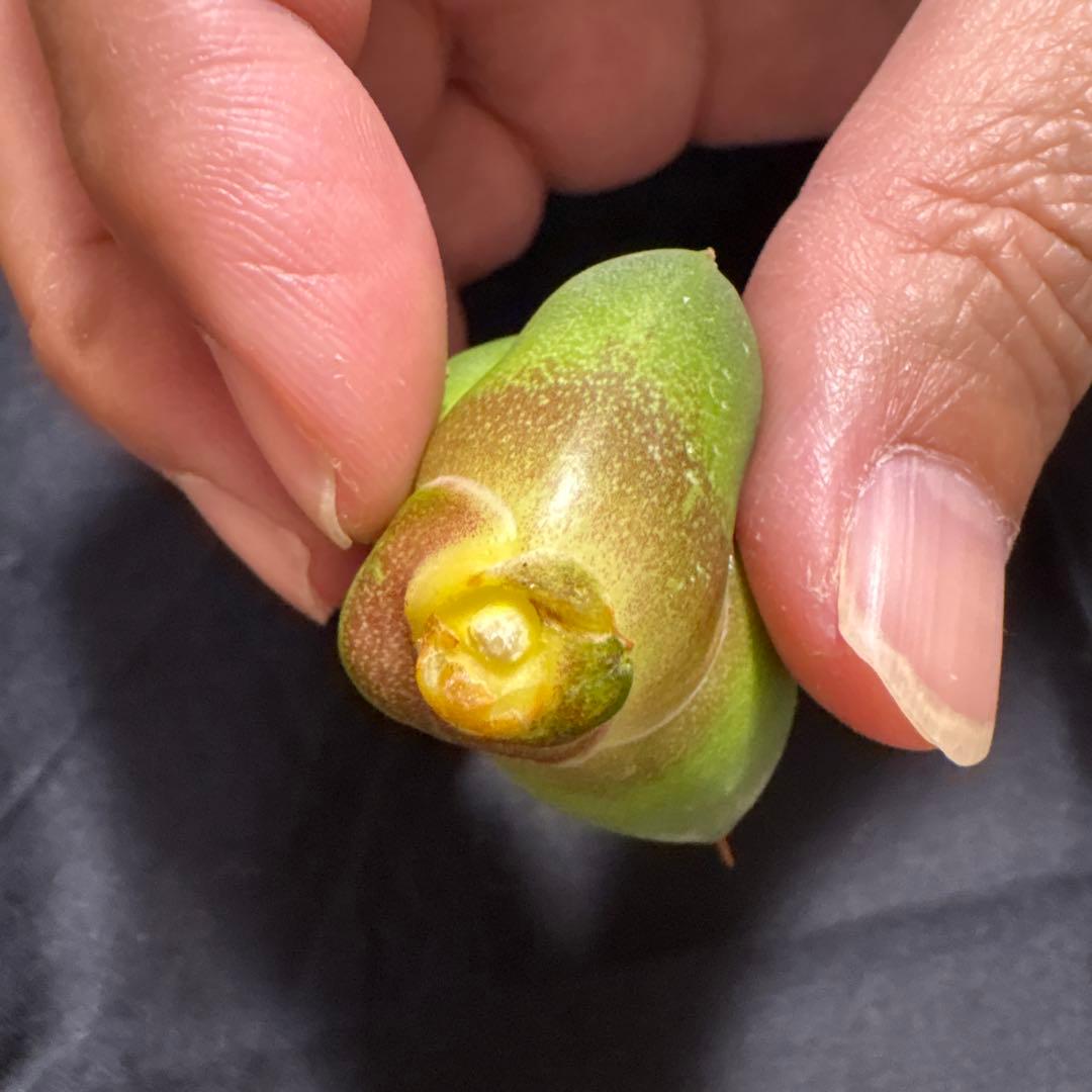 GG天芽子株です。