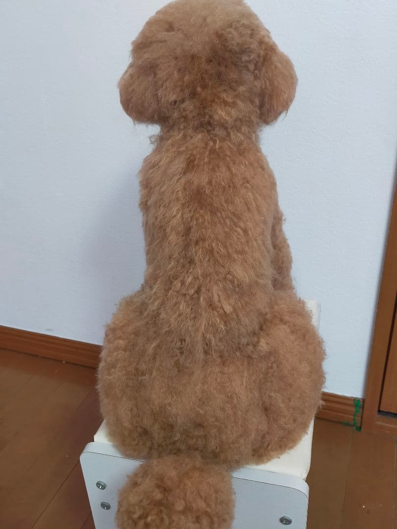 remi tiro実物大オーダー♡