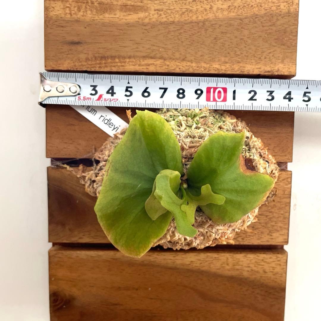Platycerium ridleyi 壁掛け観葉植物