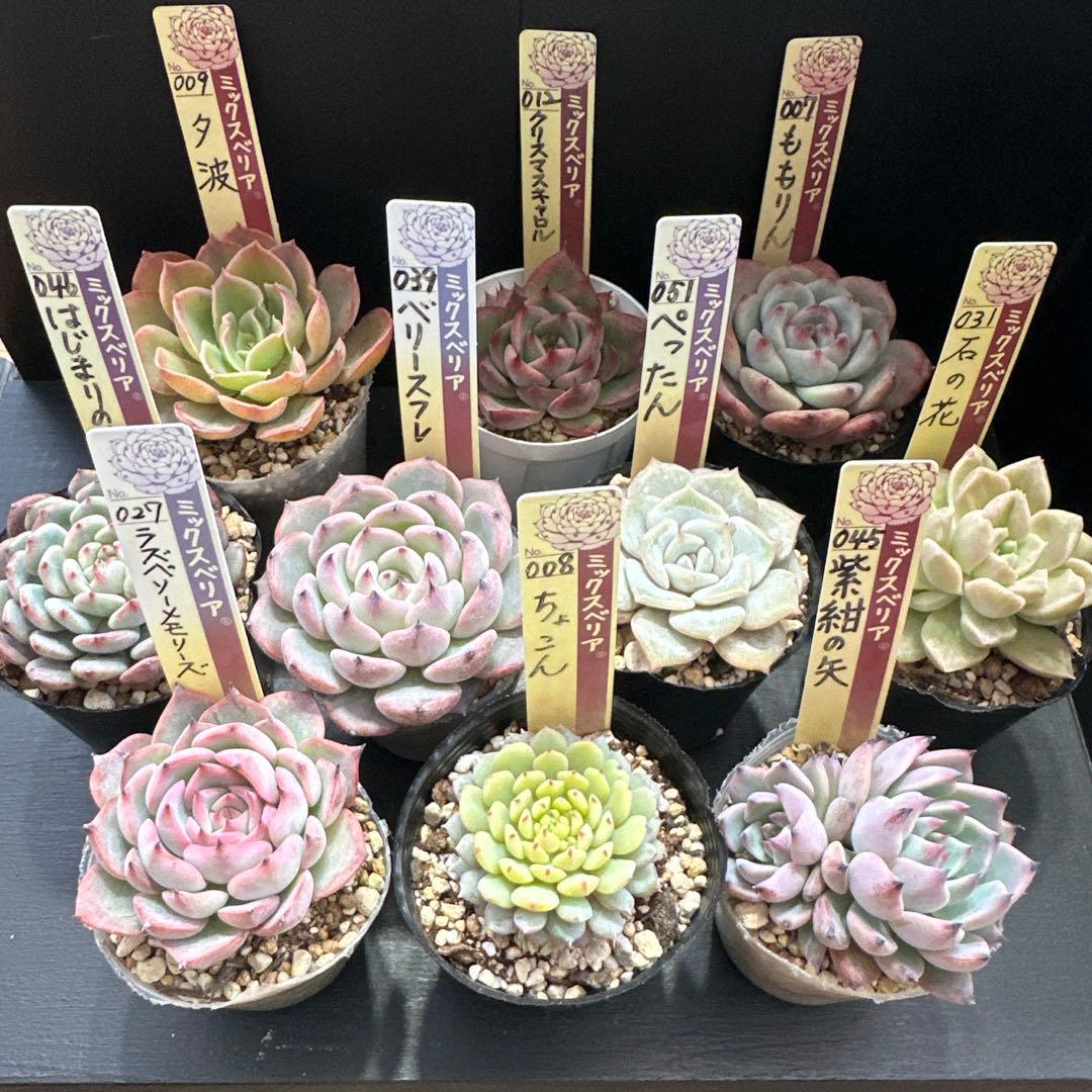 おらいさん苗10点セット まだ成長しますのでお楽しみに♡ 札なし
