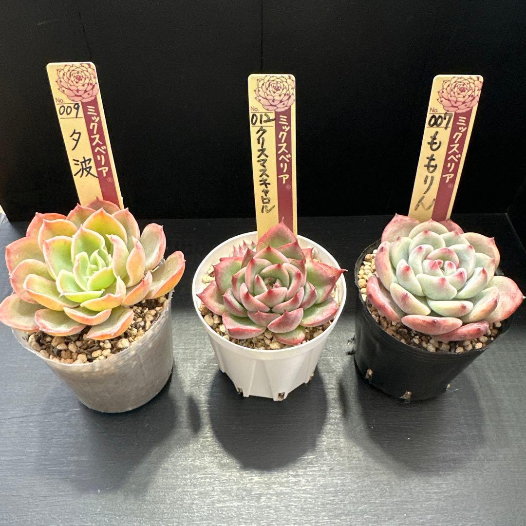 おらいさん苗10点セット まだ成長しますのでお楽しみに♡ 札なし