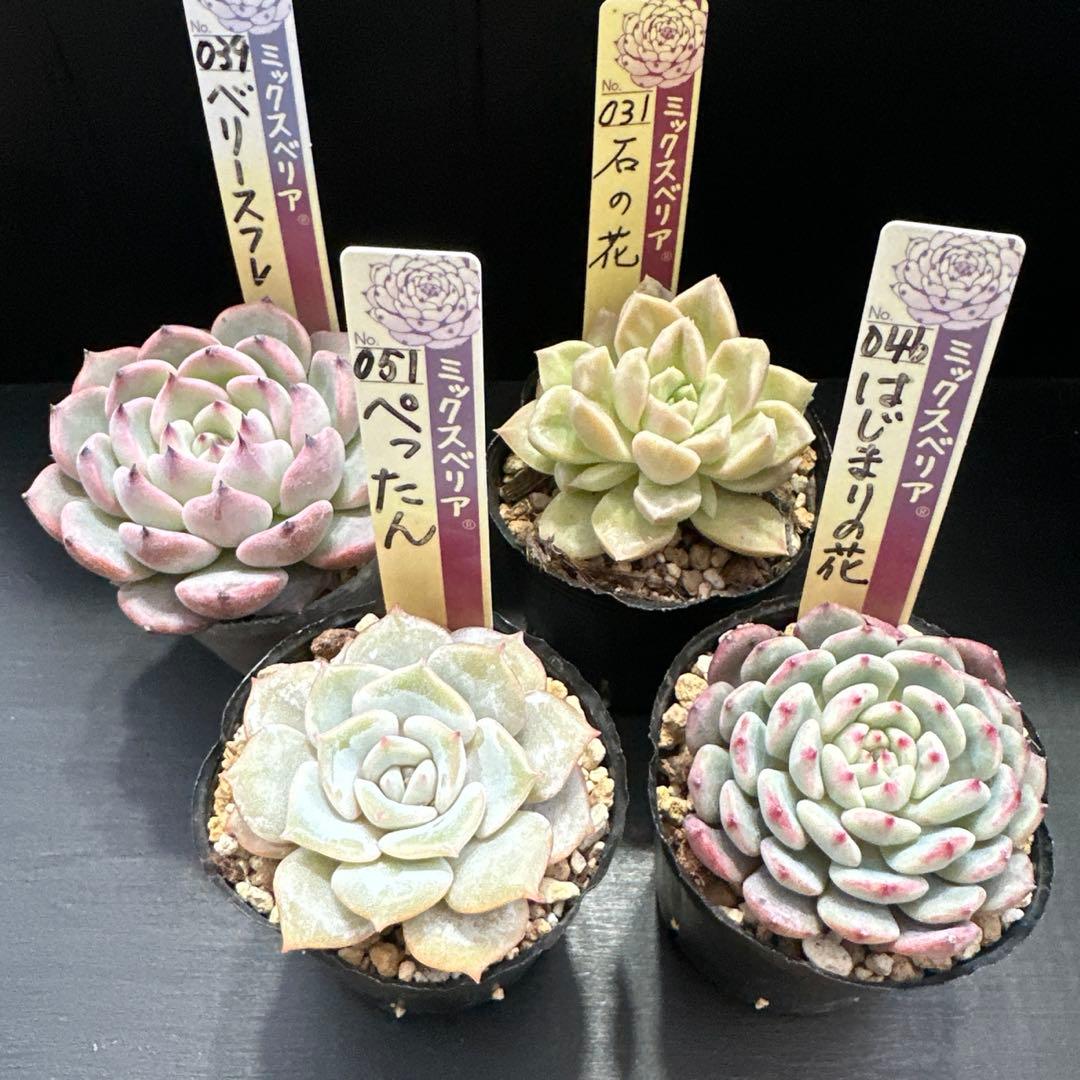 おらいさん苗10点セット まだ成長しますのでお楽しみに♡ 札なし