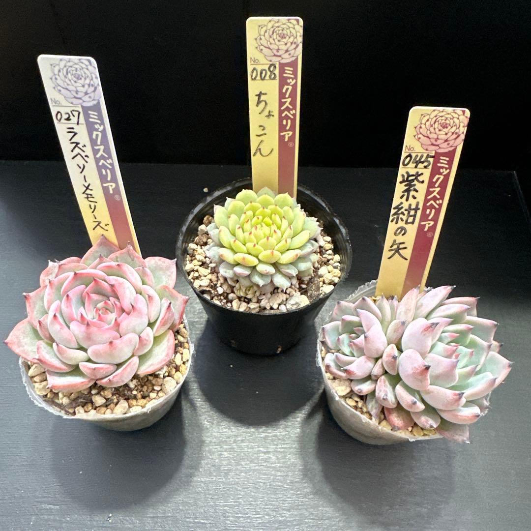 おらいさん苗10点セット まだ成長しますのでお楽しみに♡ 札なし