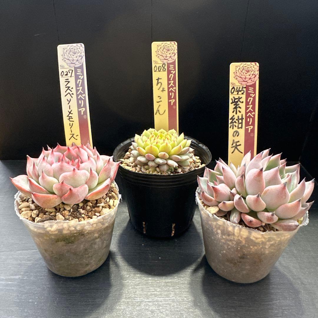 おらいさん苗10点セット まだ成長しますのでお楽しみに♡ 札なし
