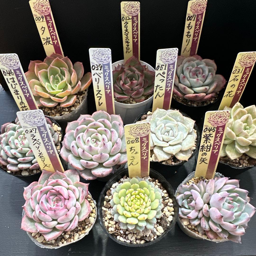 おらいさん苗10点セット まだ成長しますのでお楽しみに♡ 札なし