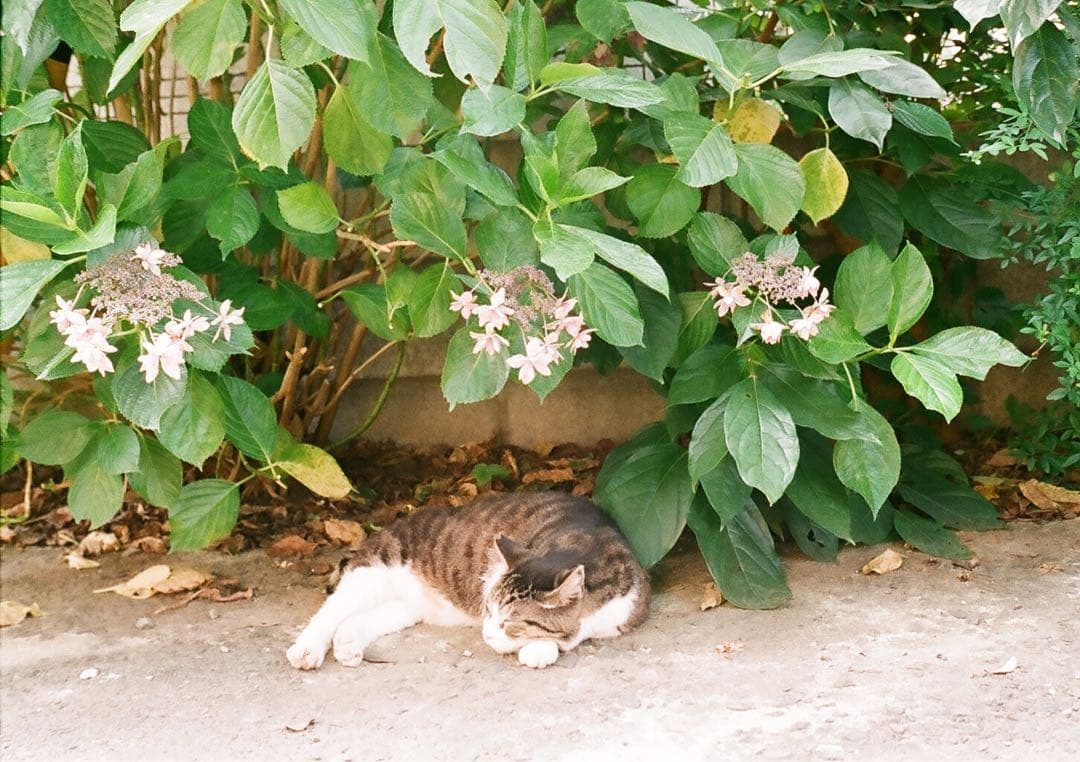 【作動保証1ヶ月】整備済、完動品/ OLYMPUS PEN EED オリンパス