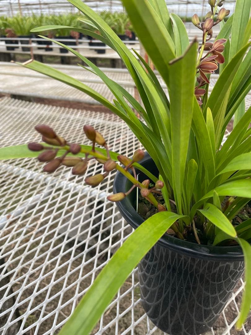 R8年キンリョウヘン花芽3本#10