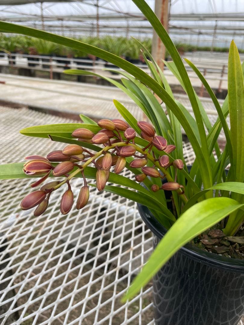 R8年キンリョウヘン花芽3本#10