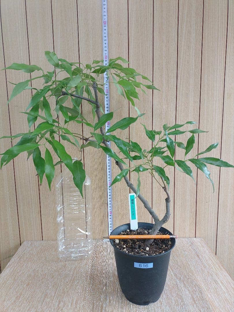 種無しライチ取り木苗　616