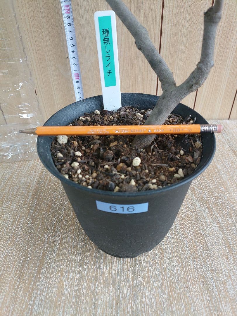 種無しライチ取り木苗　616