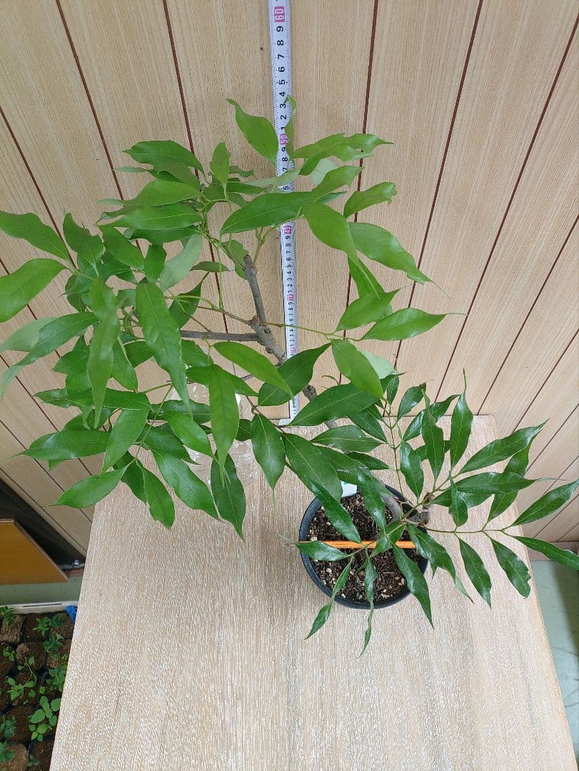 種無しライチ取り木苗　616