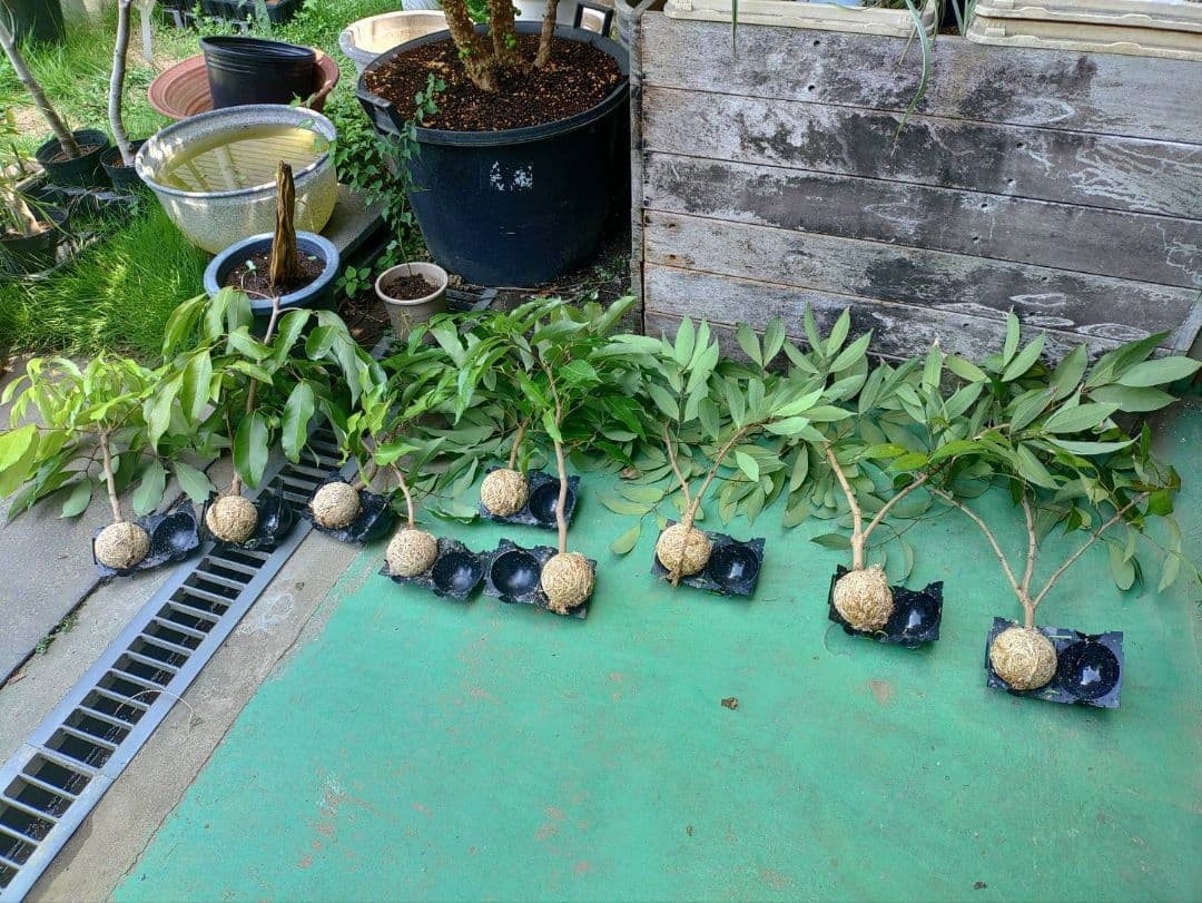 種無しライチ取り木苗　616