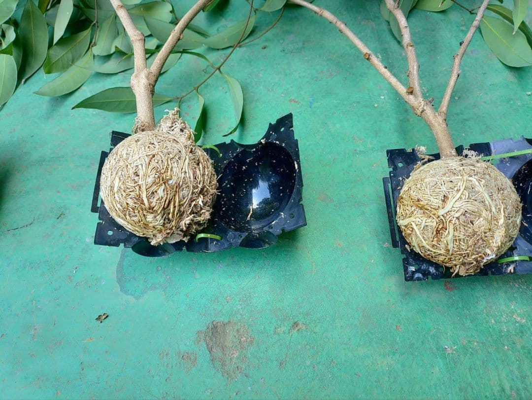 種無しライチ取り木苗　616