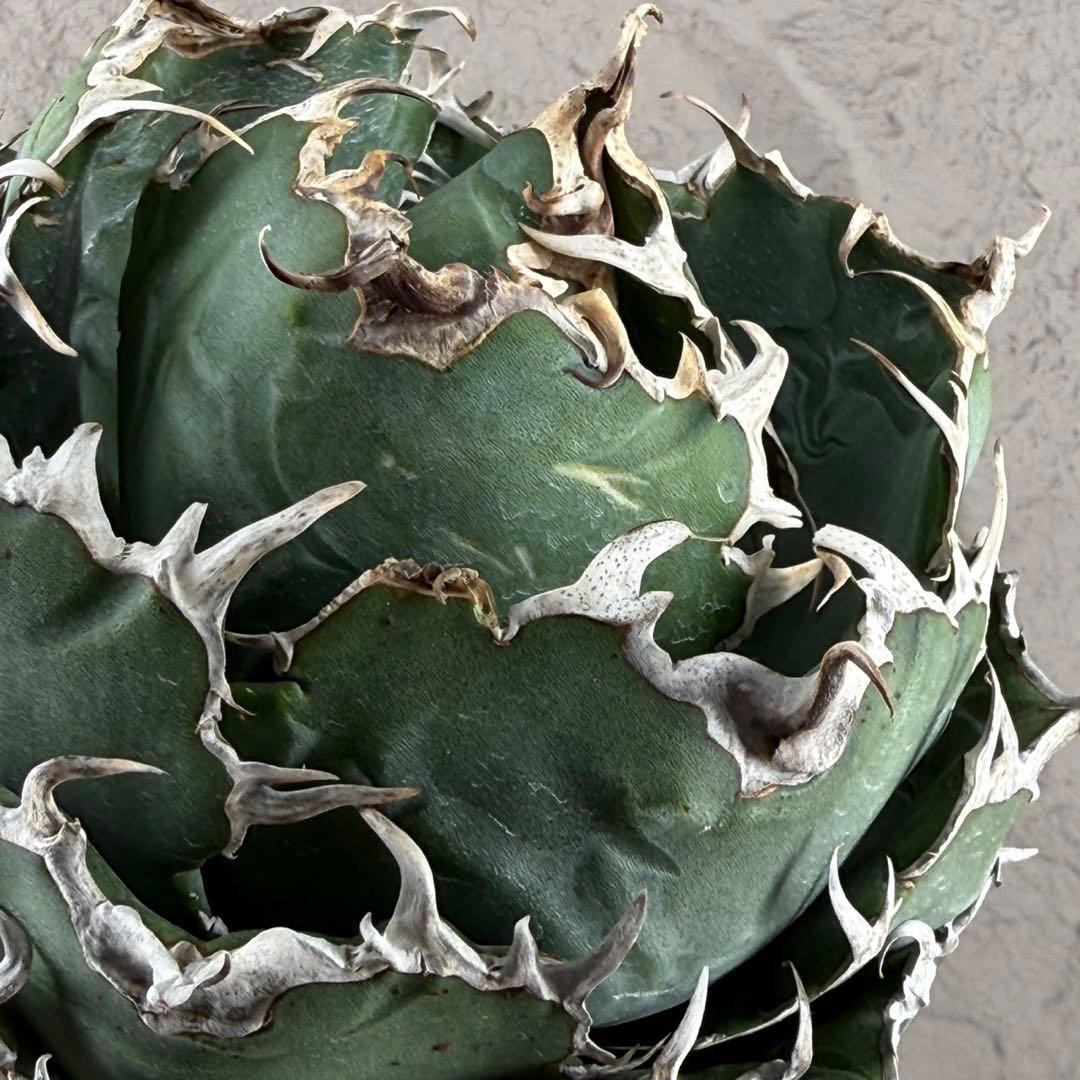 断*離様 【アガベ　チタノタ“極上白鯨”】ボール白鯨/スーパーボール/G11