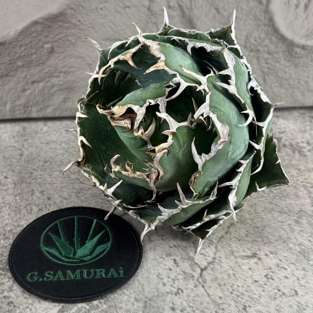 断*離様 【アガベ　チタノタ“極上白鯨”】ボール白鯨/スーパーボール/G11