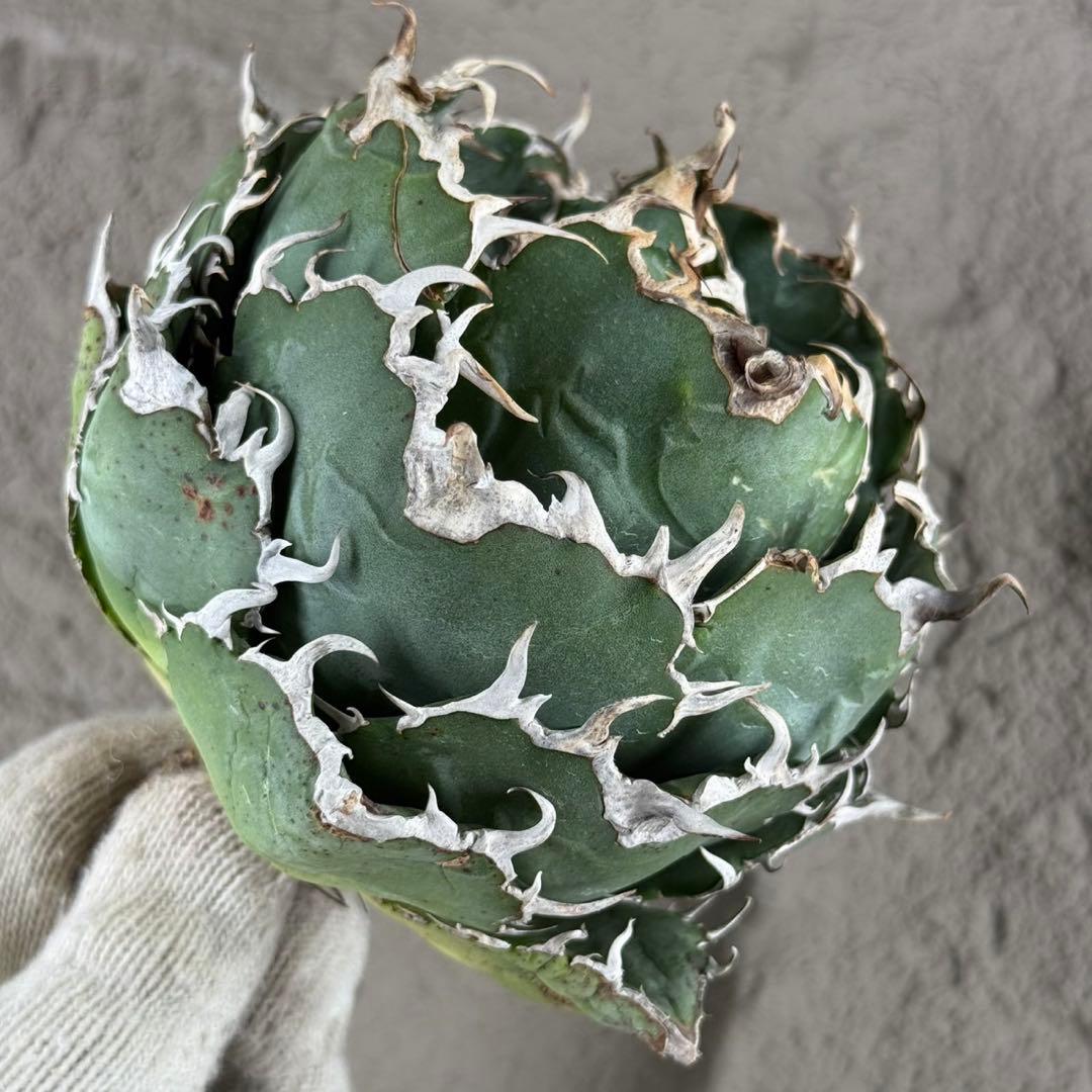 断*離様 【アガベ　チタノタ“極上白鯨”】ボール白鯨/スーパーボール/G11