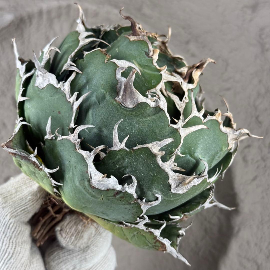 断*離様 【アガベ　チタノタ“極上白鯨”】ボール白鯨/スーパーボール/G11