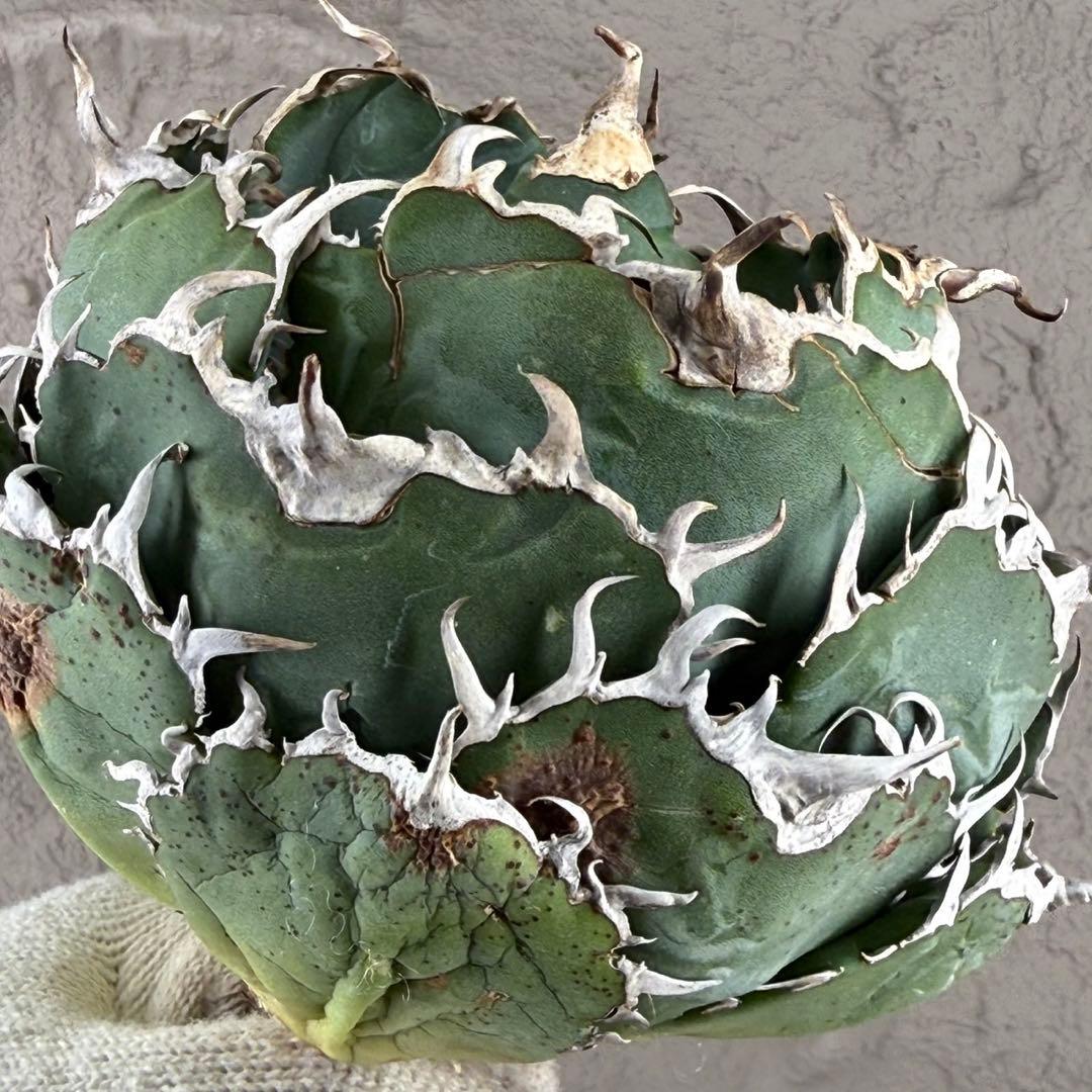 断*離様 【アガベ　チタノタ“極上白鯨”】ボール白鯨/スーパーボール/G11