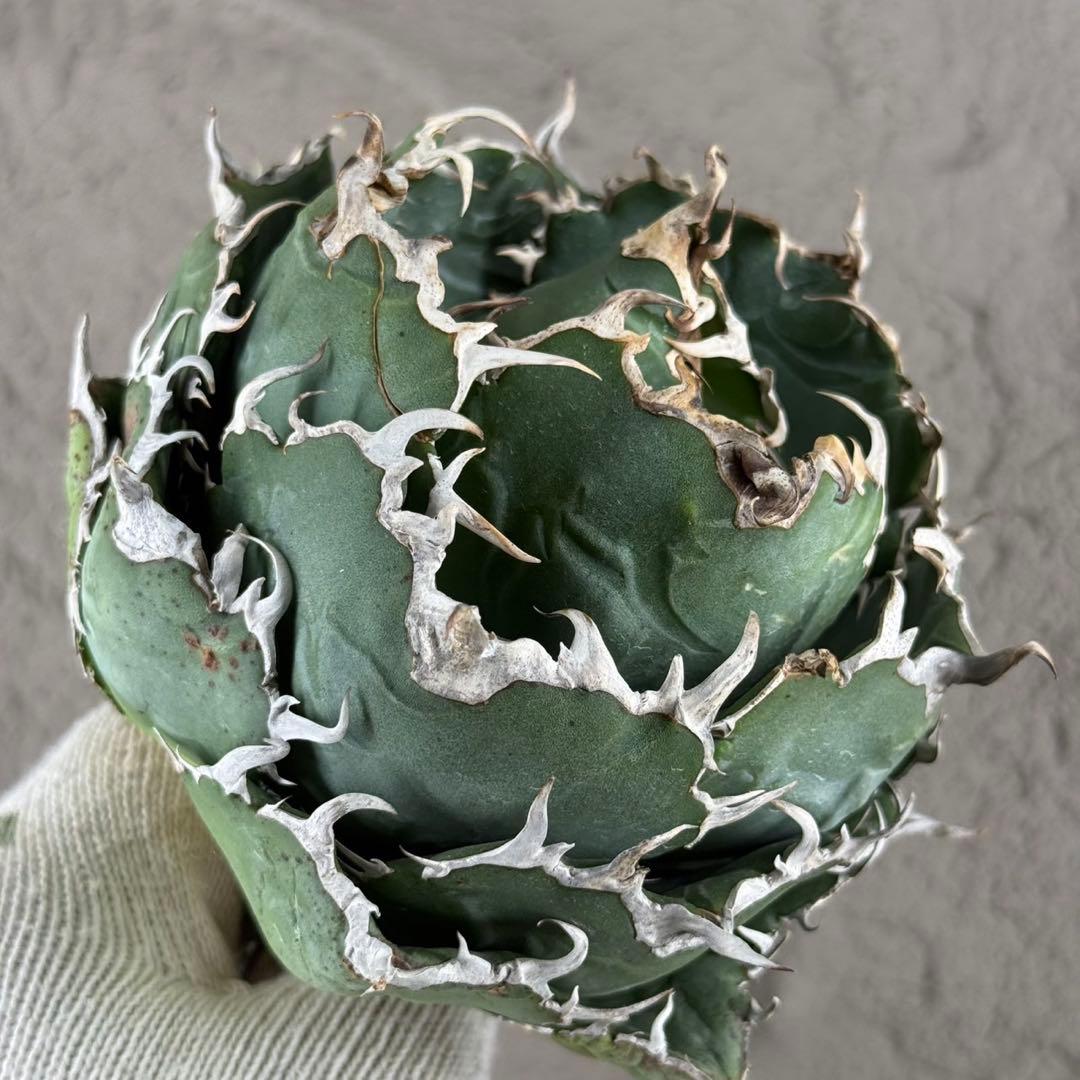 断*離様 【アガベ　チタノタ“極上白鯨”】ボール白鯨/スーパーボール/G11