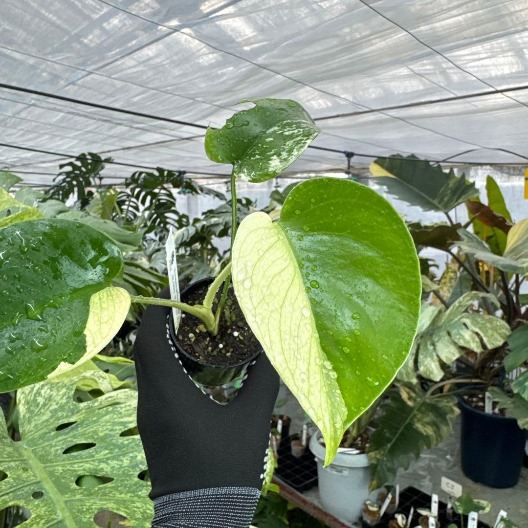 M1モンステラ　デリシオーサ　ミント　斑入り