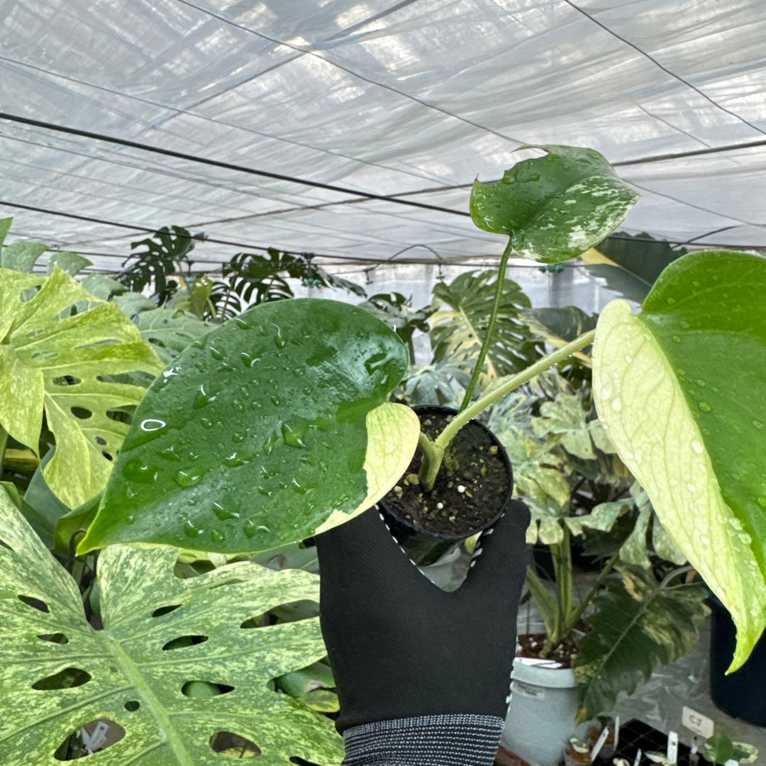 M1モンステラ　デリシオーサ　ミント　斑入り