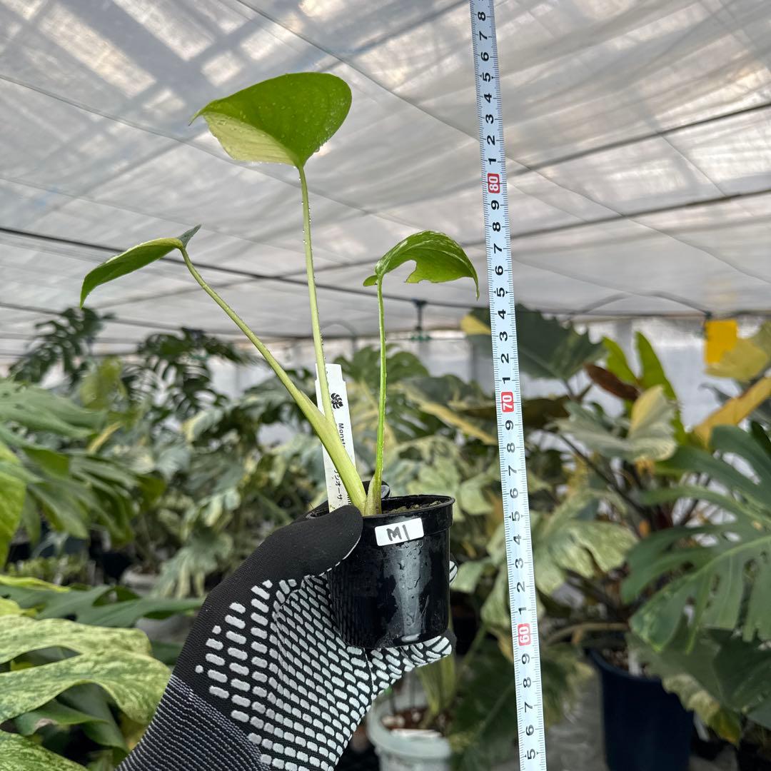 M1モンステラ　デリシオーサ　ミント　斑入り