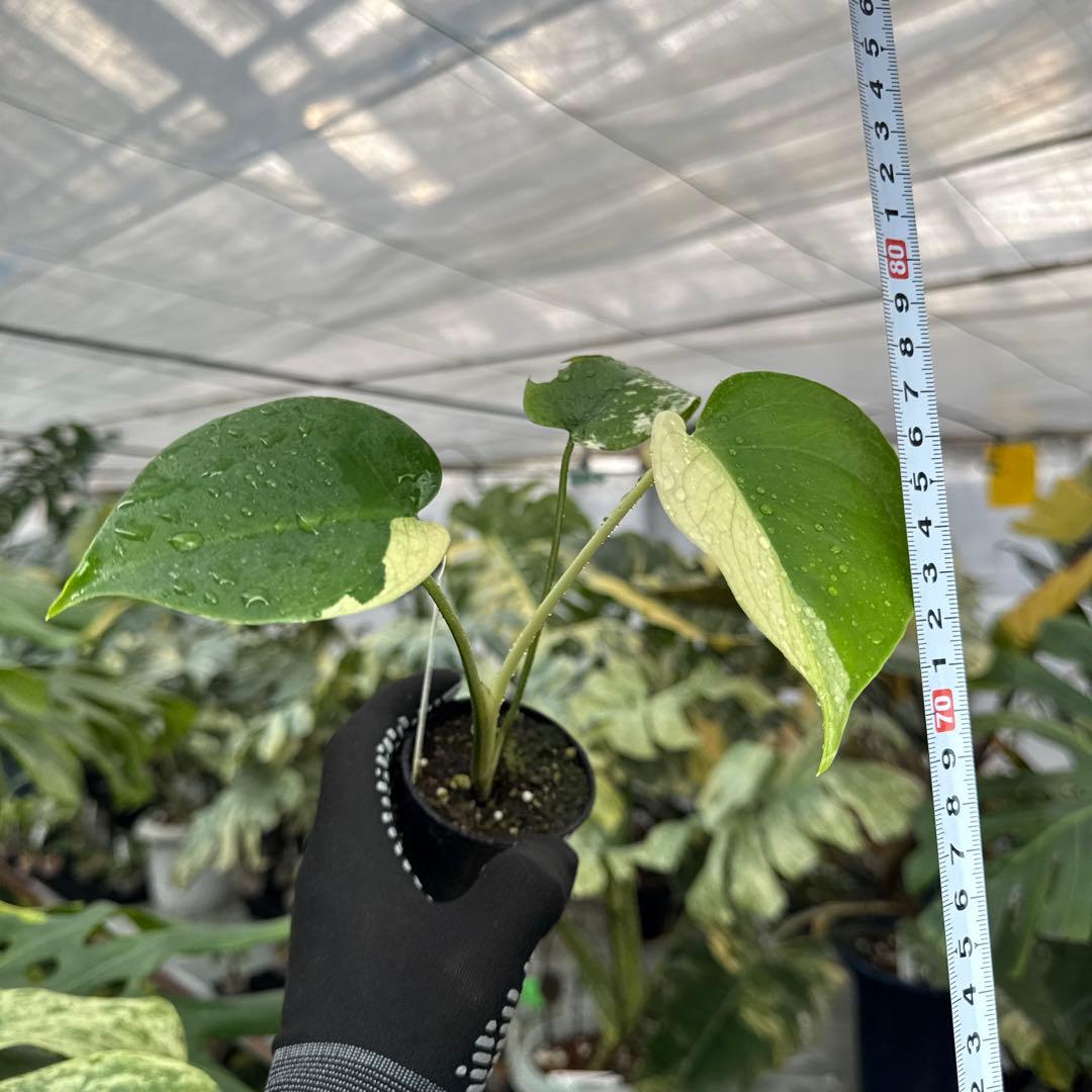 M1モンステラ　デリシオーサ　ミント　斑入り