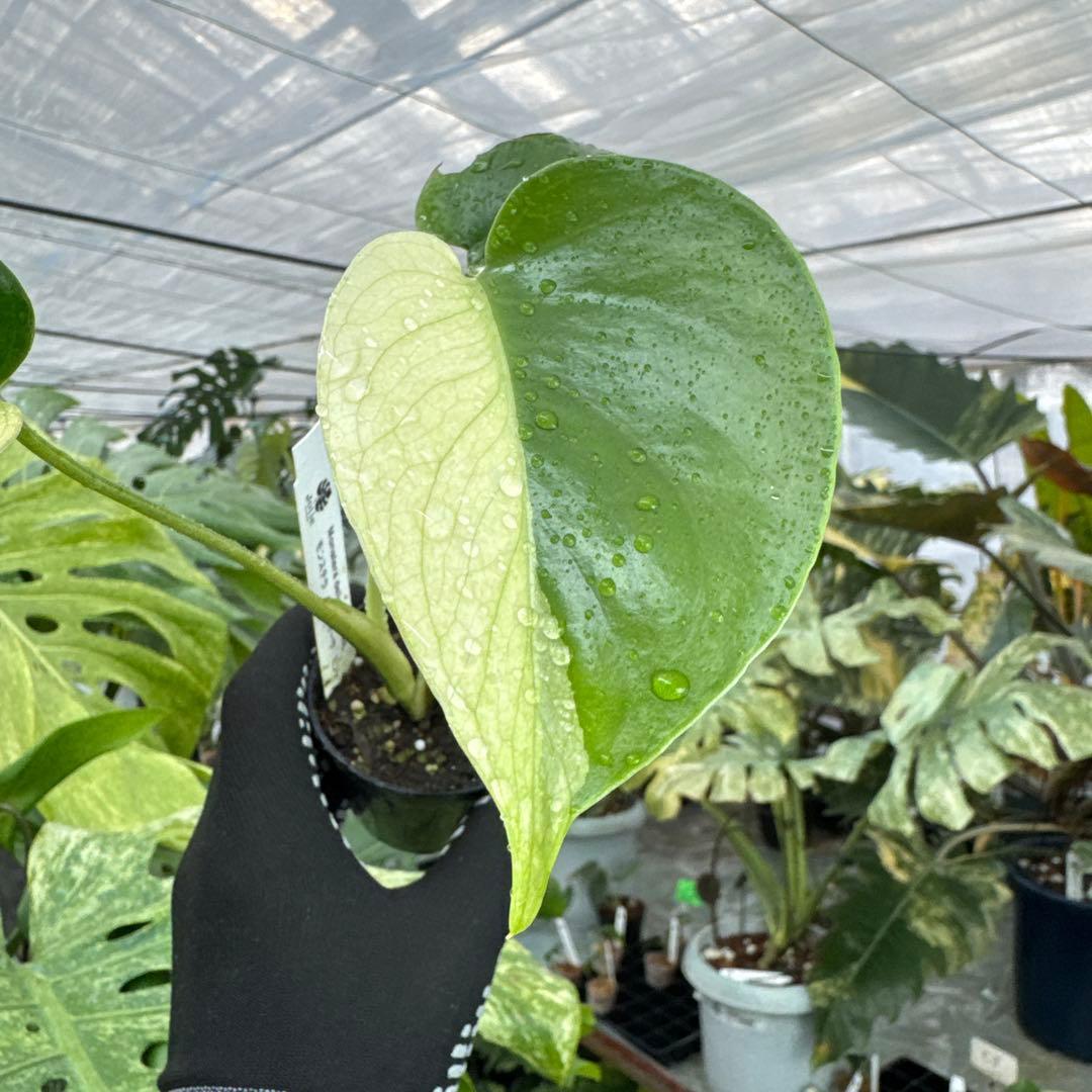 M1モンステラ　デリシオーサ　ミント　斑入り