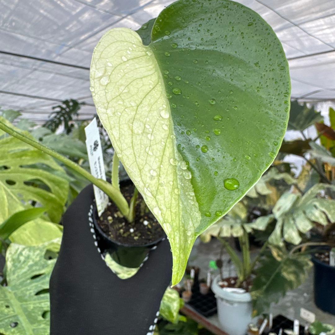 M1モンステラ　デリシオーサ　ミント　斑入り