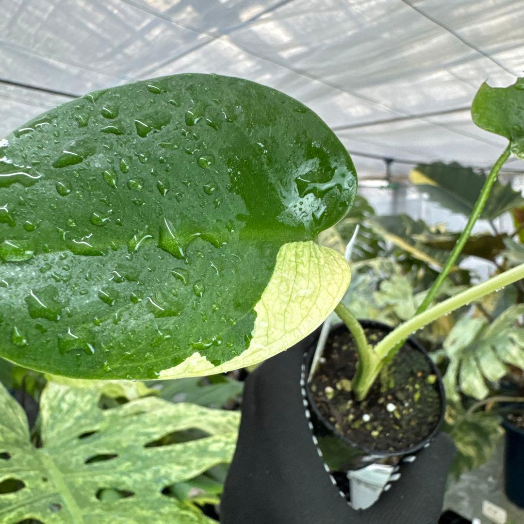 M1モンステラ　デリシオーサ　ミント　斑入り