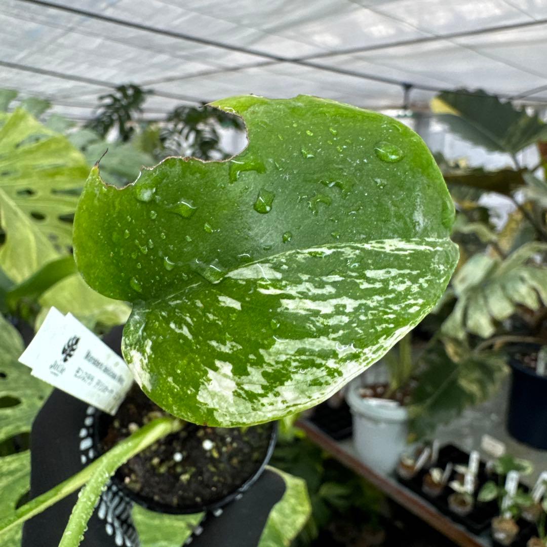 M1モンステラ　デリシオーサ　ミント　斑入り