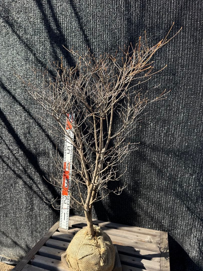 ドウダンツツジ　【品番3541】