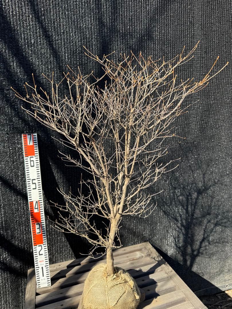 ドウダンツツジ　【品番3541】