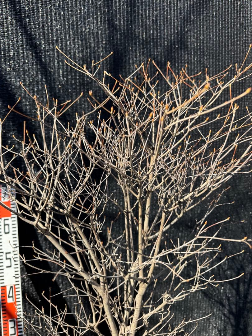 ドウダンツツジ　【品番3541】