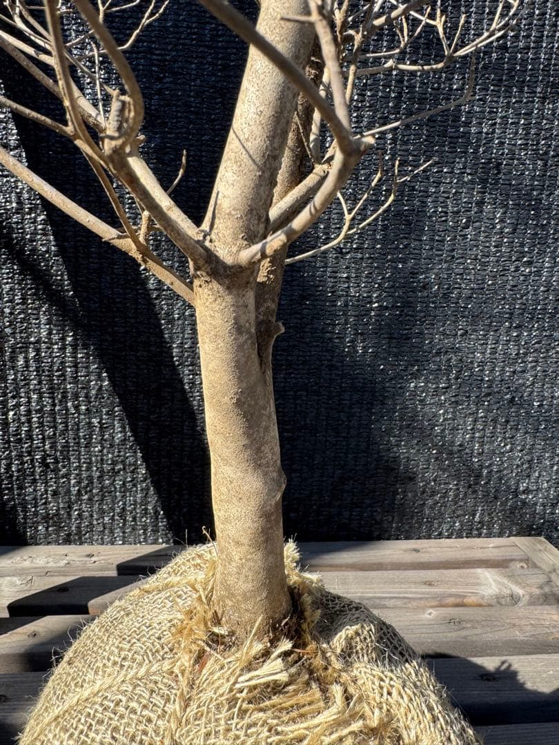 ドウダンツツジ　【品番3541】