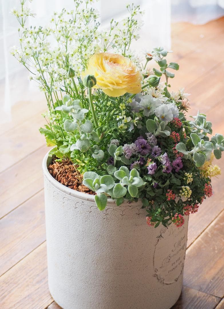 【SALE】春の陽だまり ❁⃘*.゜寄せ植え（大）