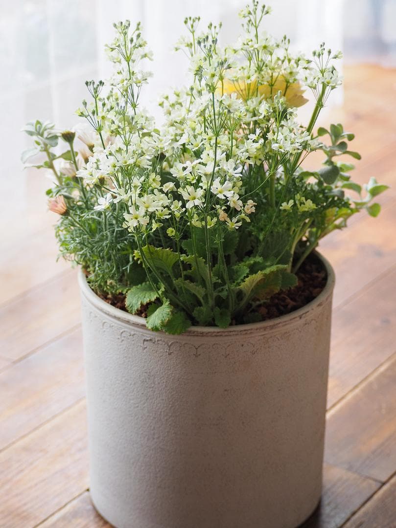 【SALE】春の陽だまり ❁⃘*.゜寄せ植え（大）