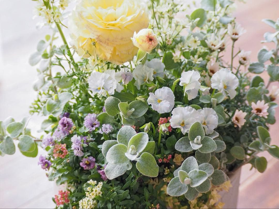 【SALE】春の陽だまり ❁⃘*.゜寄せ植え（大）