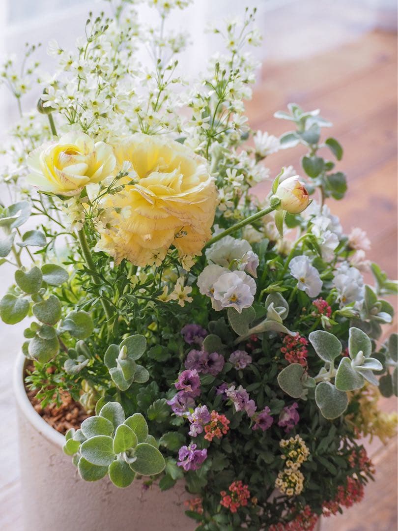 【SALE】春の陽だまり ❁⃘*.゜寄せ植え（大）