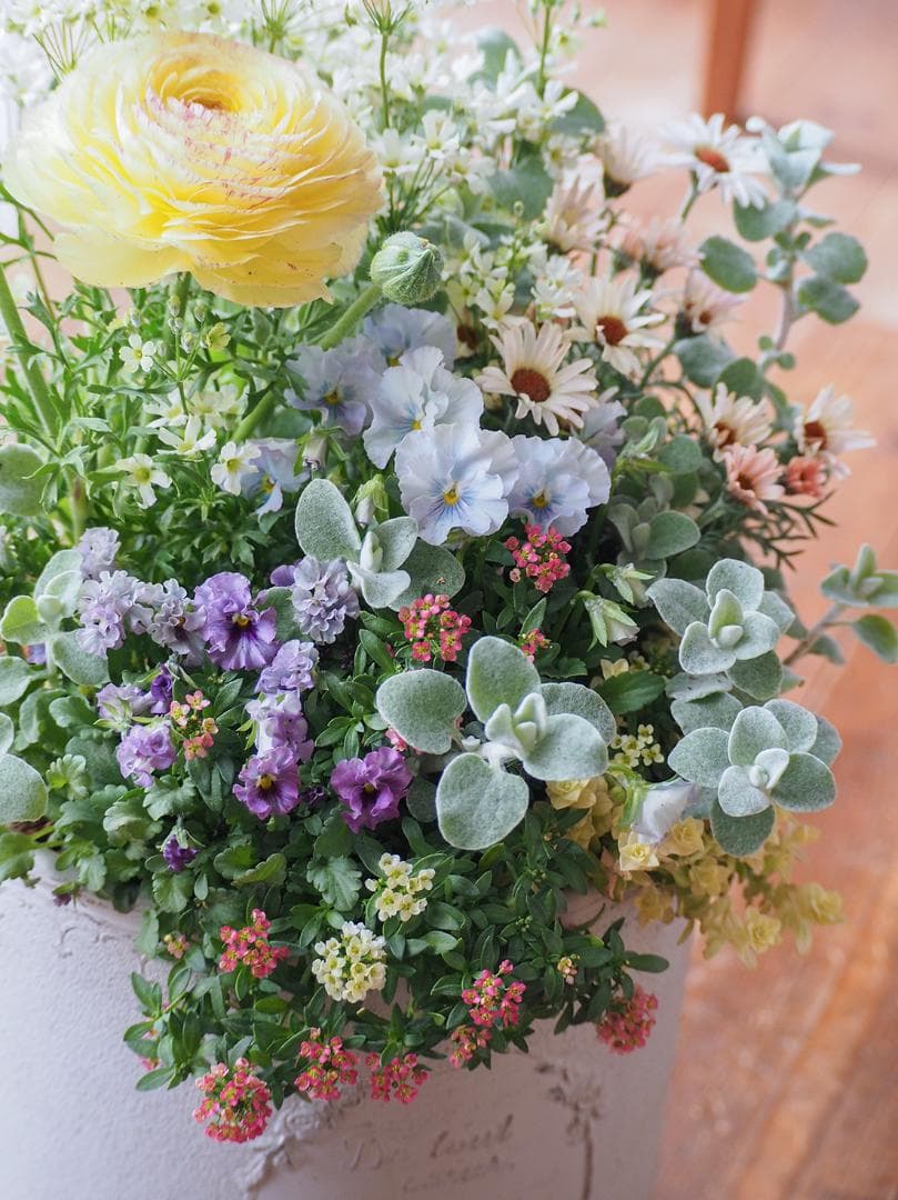 【SALE】春の陽だまり ❁⃘*.゜寄せ植え（大）