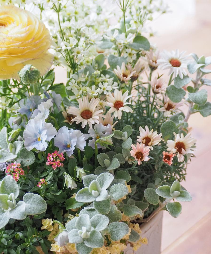 【SALE】春の陽だまり ❁⃘*.゜寄せ植え（大）