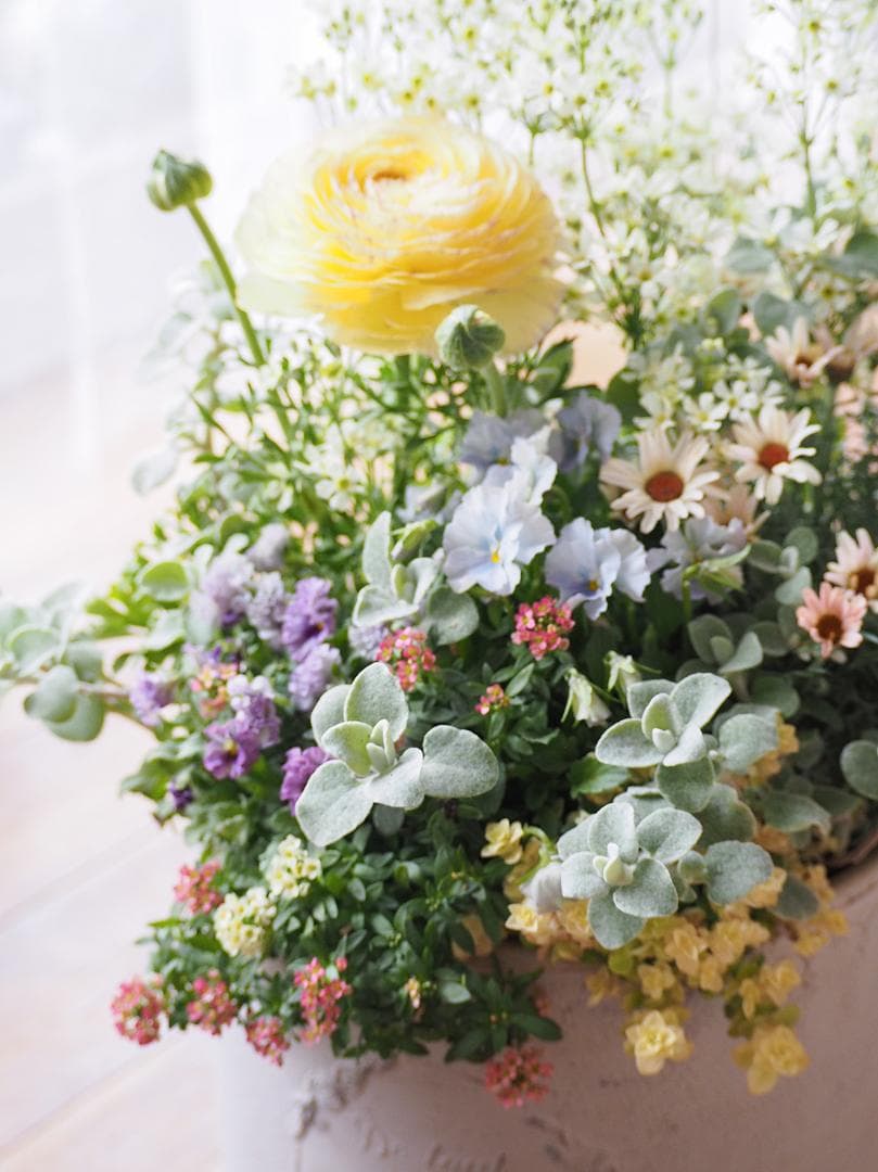 【SALE】春の陽だまり ❁⃘*.゜寄せ植え（大）