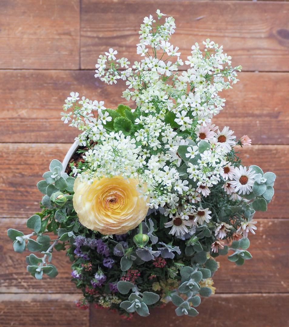 【SALE】春の陽だまり ❁⃘*.゜寄せ植え（大）