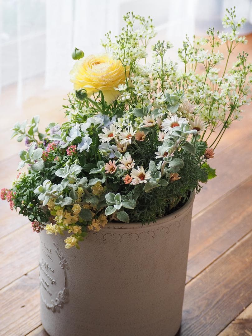 【SALE】春の陽だまり ❁⃘*.゜寄せ植え（大）