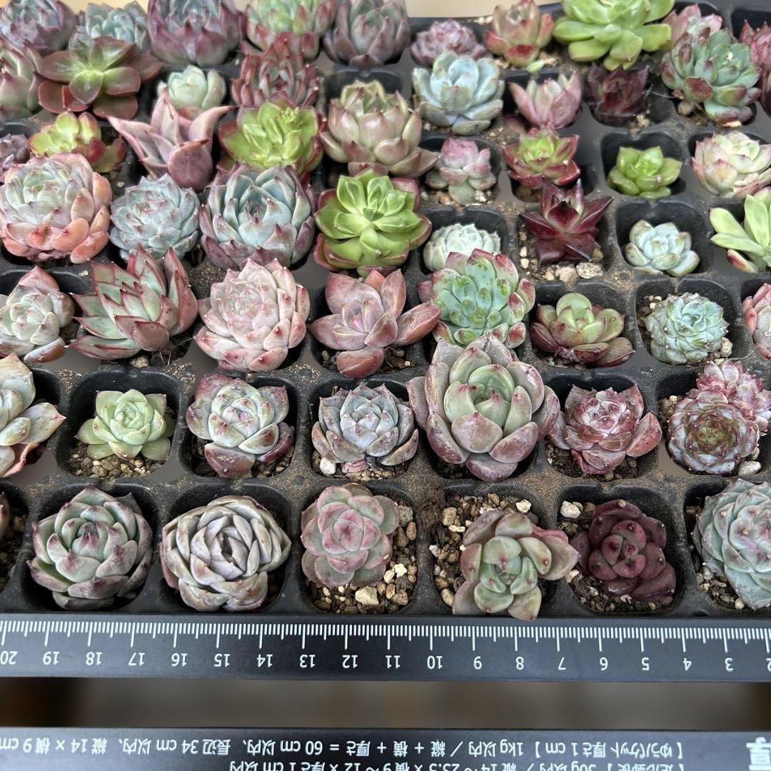 多肉植物　エケベリア　105個！ カット苗