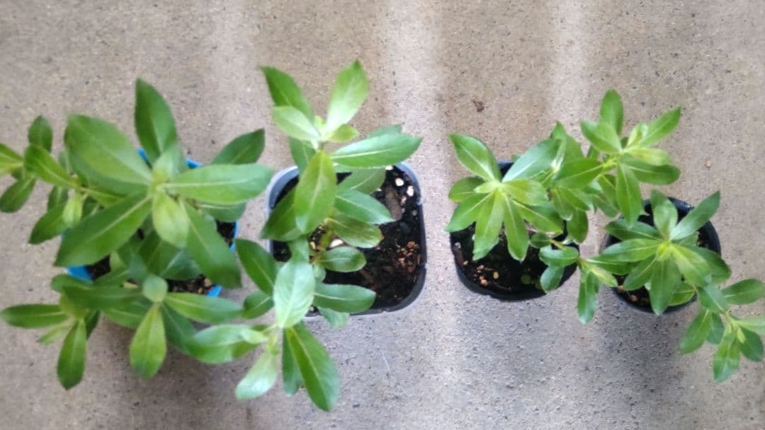 ピンクパールねこやなぎ♡抜き苗②