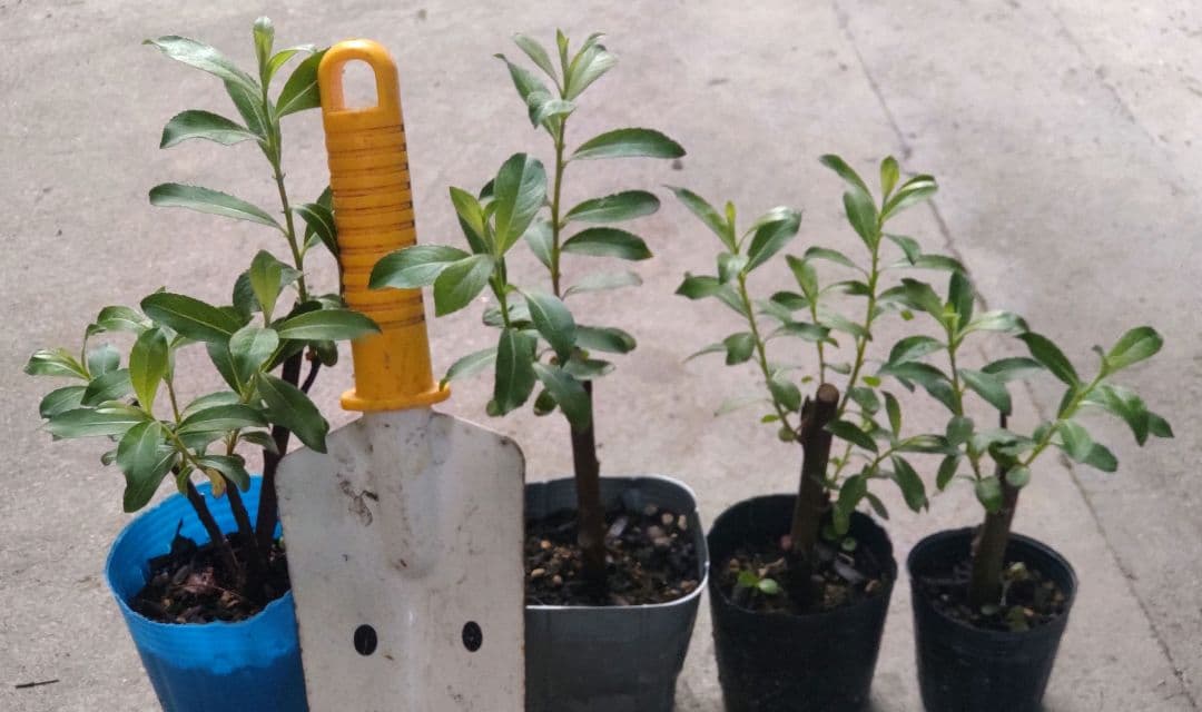 ピンクパールねこやなぎ♡抜き苗②