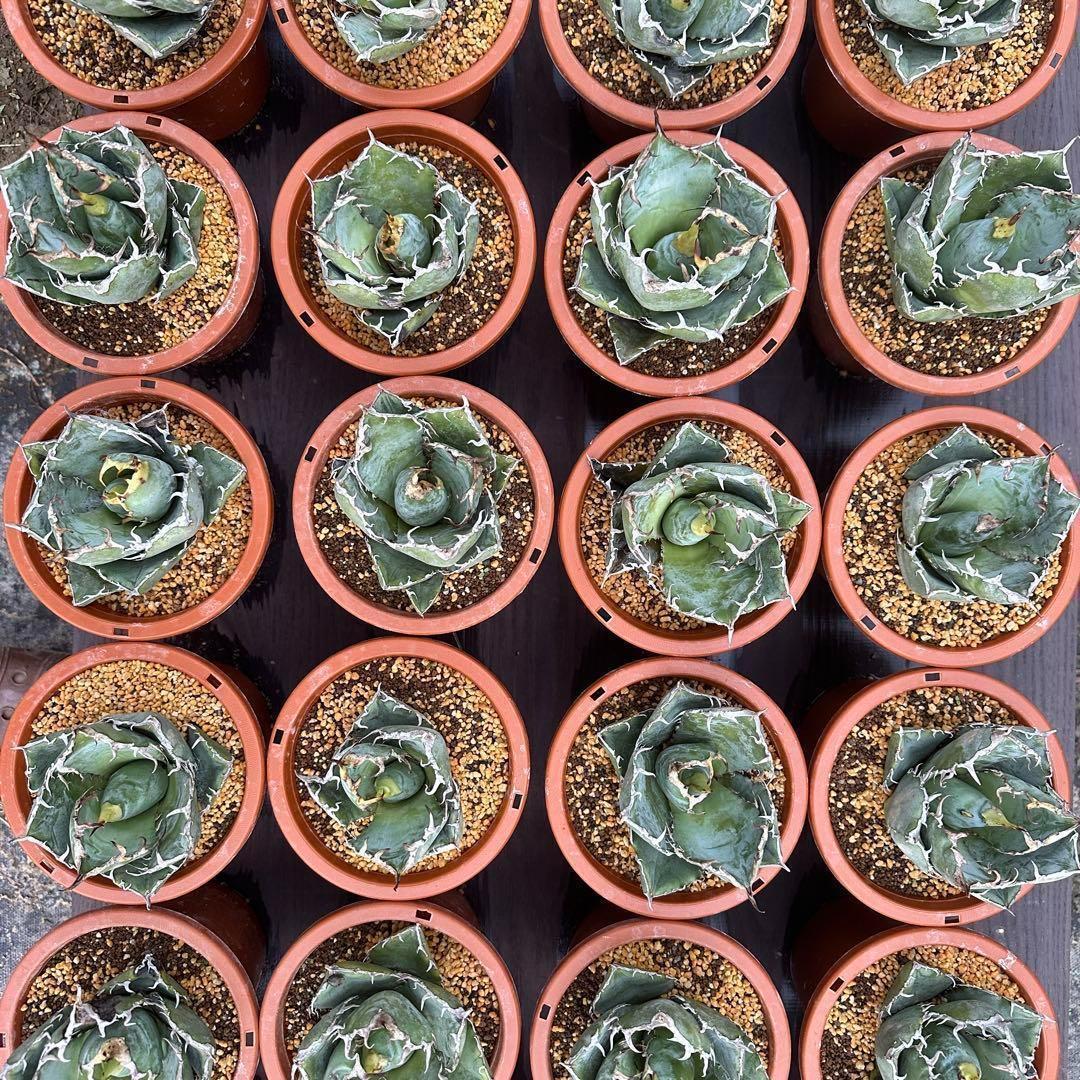 珍奇植物 アガベ チタノタ 白鯨 5株